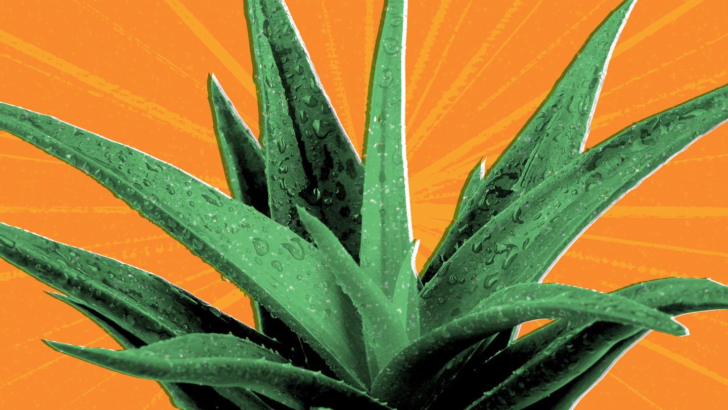 10 Aloe Vera Benefits