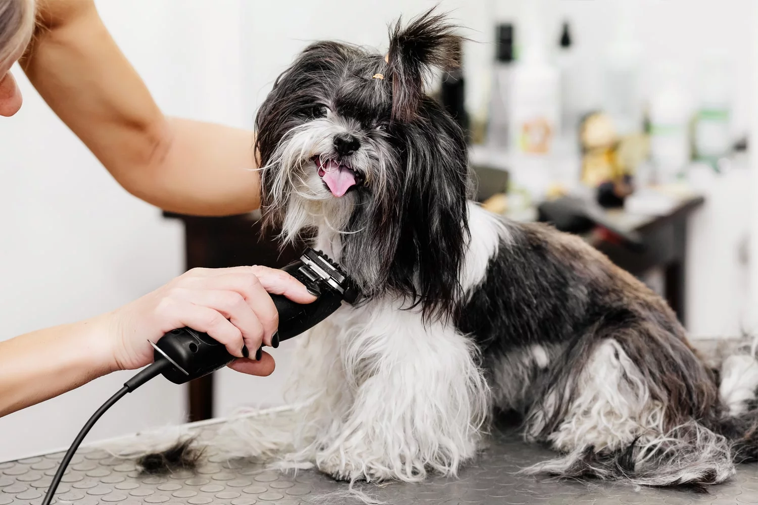 Grooming Essentials: Reviewing the Best Brushes, Shampoos, and Tools for Pet Care