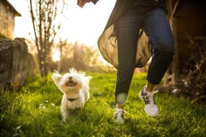 The Value of Frequent Exercise for Pets: Activity-Keeping Strategies