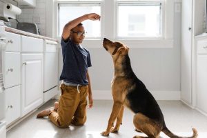 Teaching Tricks and Commands: Engaging Activities to Stimulate Your Pet's Mind