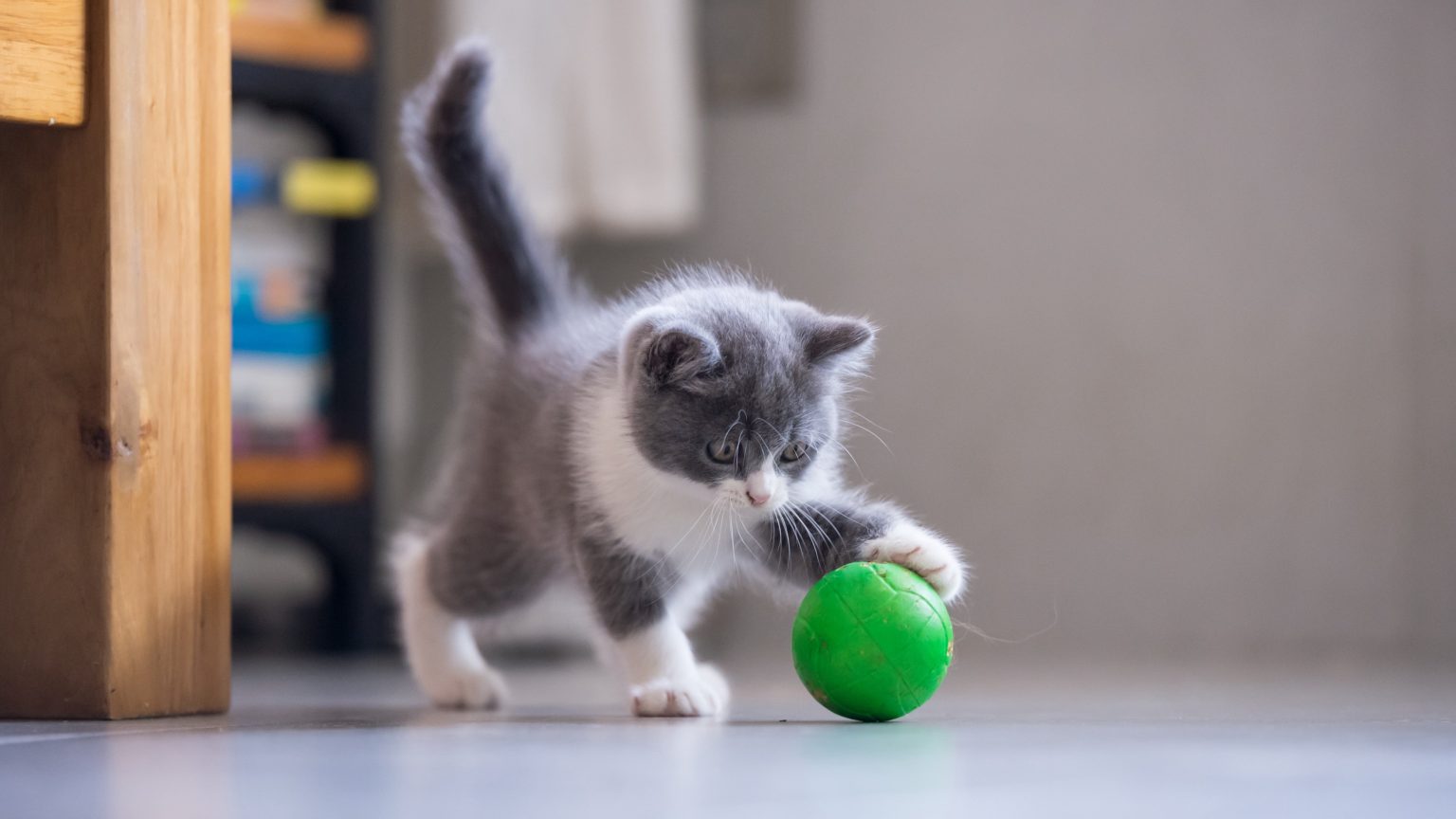 The Ultimate Guide to Cat Toys: Keep Your Feline Friend Entertained and Happy